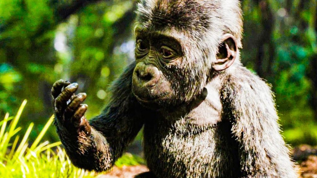 Foto retangular de uma cena do filme O Grande Ivan. Ao centro, tem um filhote de gorila de costas prateadas. Ele é preto, pequeno e peludo. Seu focinho tem o formato de um coração. Ele está levemente de perfil, olhando para sua mão direita com lama. O fundo está borrado, mas trata-se de uma selva.