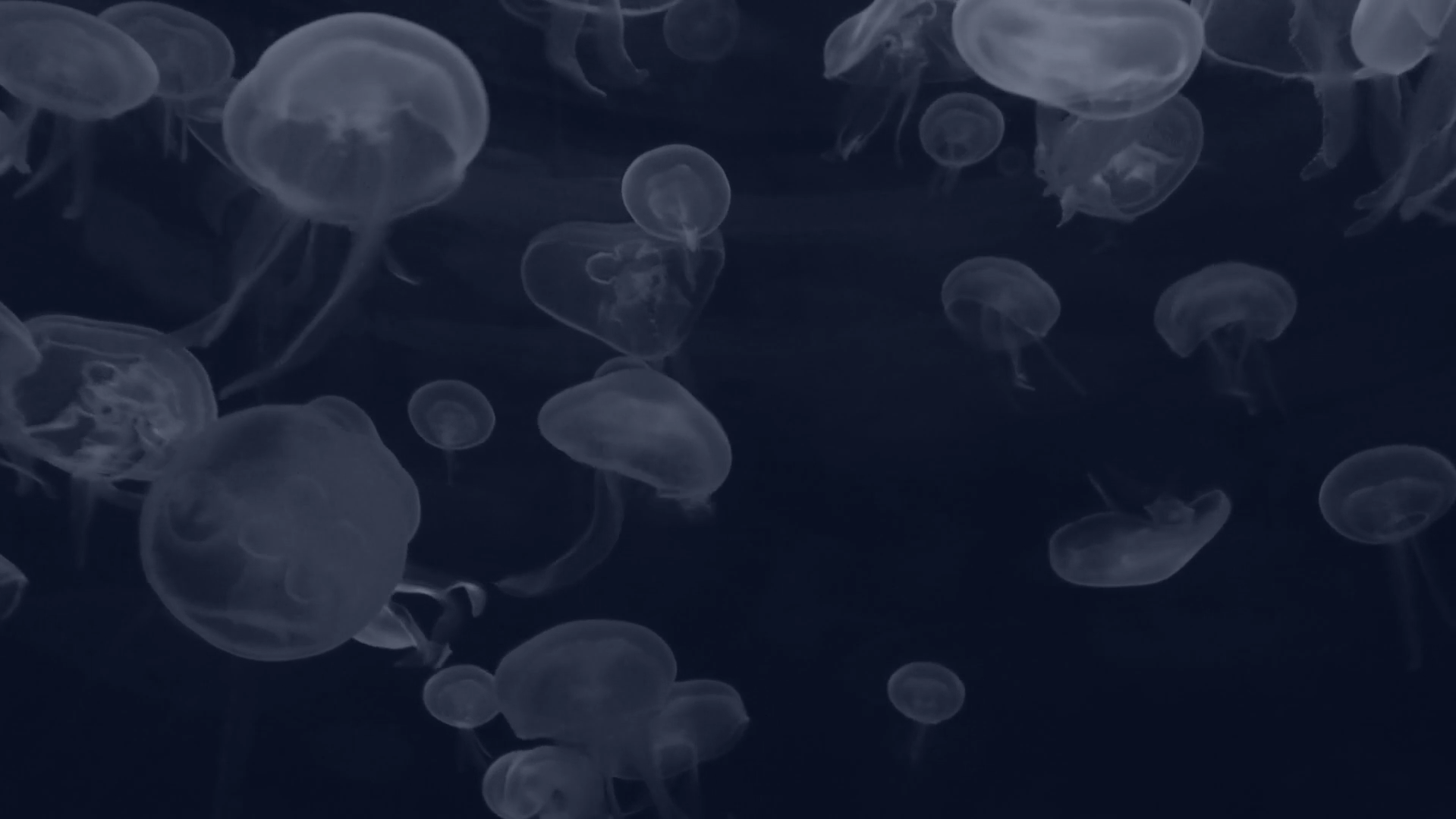 Cena do curta Azul Profundo. Um grupo de águas vivas brancas nadando em formação circular, vistas de baixo, em um oceano de azul escuro.