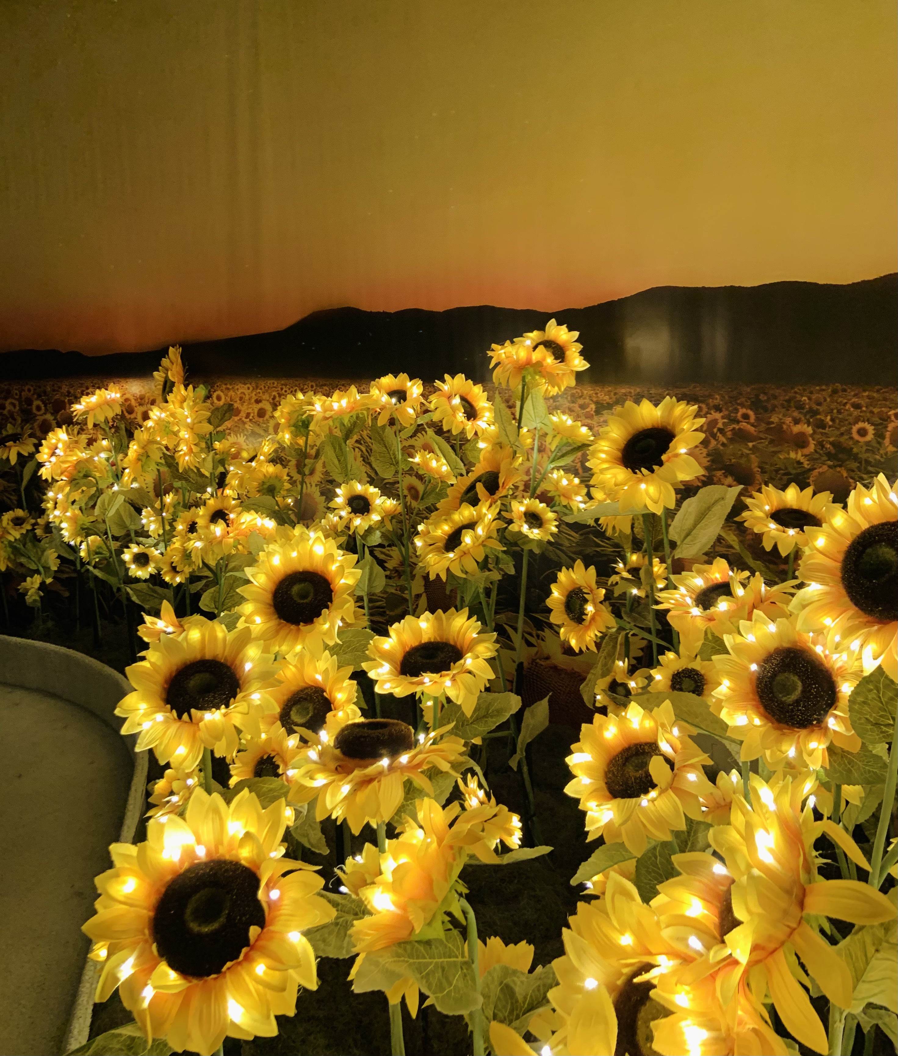 Foto dos girassóis iluminados com luzes nas pétalas, na frente de um fundo com uma imagem de um campo de girassóis, a qual passa a sensação de continuidade das flores, e uma montanha no fundo durante um pôr de sol.