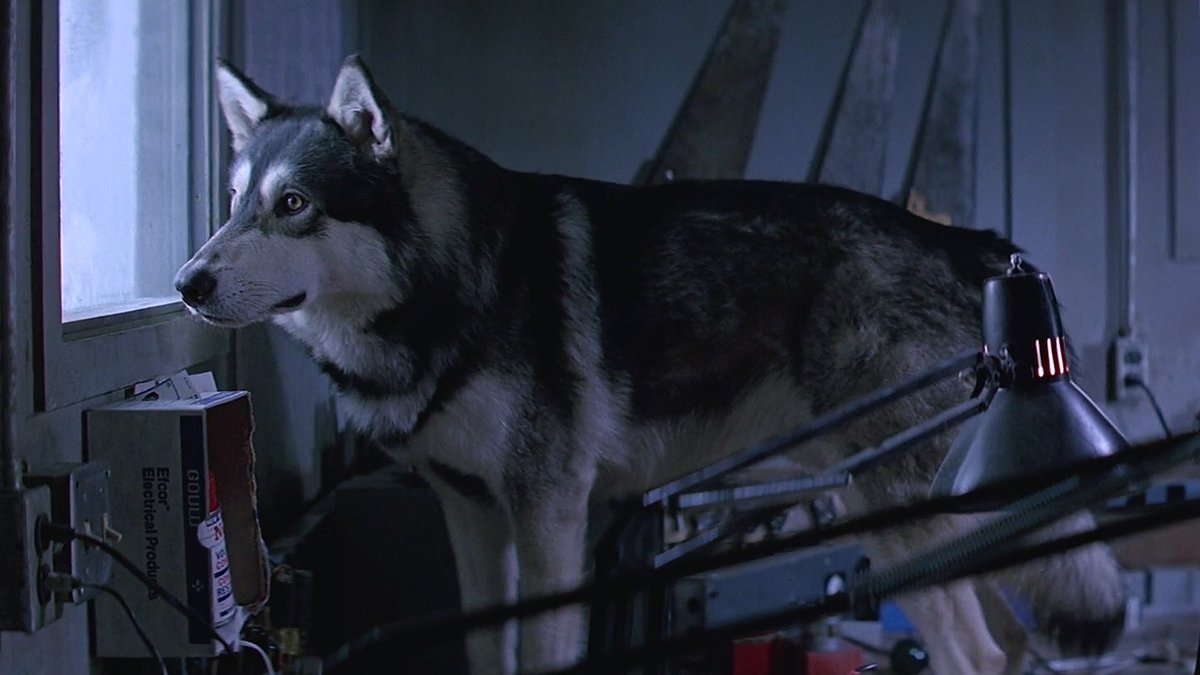 Cena do filme O Enigma de Outro Mundo. Tem um cachorro no centro da imagem. O cachorro é cinza e branco, o olho é branco e as orelhas pontudas. O cachorro olha pela janela. Ele está em cima de uma mesa e no fundo tem um escritório. 
