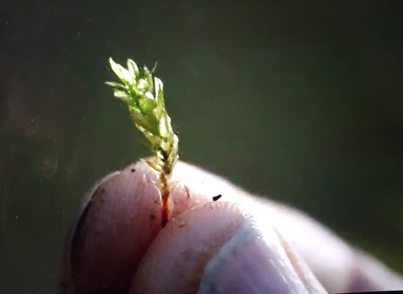 Cena do filme Here. Na imagem, vemos um zoom ou close-up de dois dedos de uma pessoa branca segurando um pequeno pedaço de planta verde.