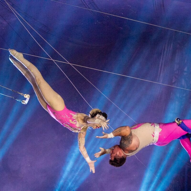 Nesta imagem, dois trapezistas executam um ato aéreo desafiador. Um dos artistas, vestido de rosa, estende as mãos para o parceiro, enquanto ambos estão no meio de uma troca no ar, cercados por cabos e iluminação azulada. A foto captura o momento exato em que a confiança e a precisão são essenciais para completar a manobra com segurança.