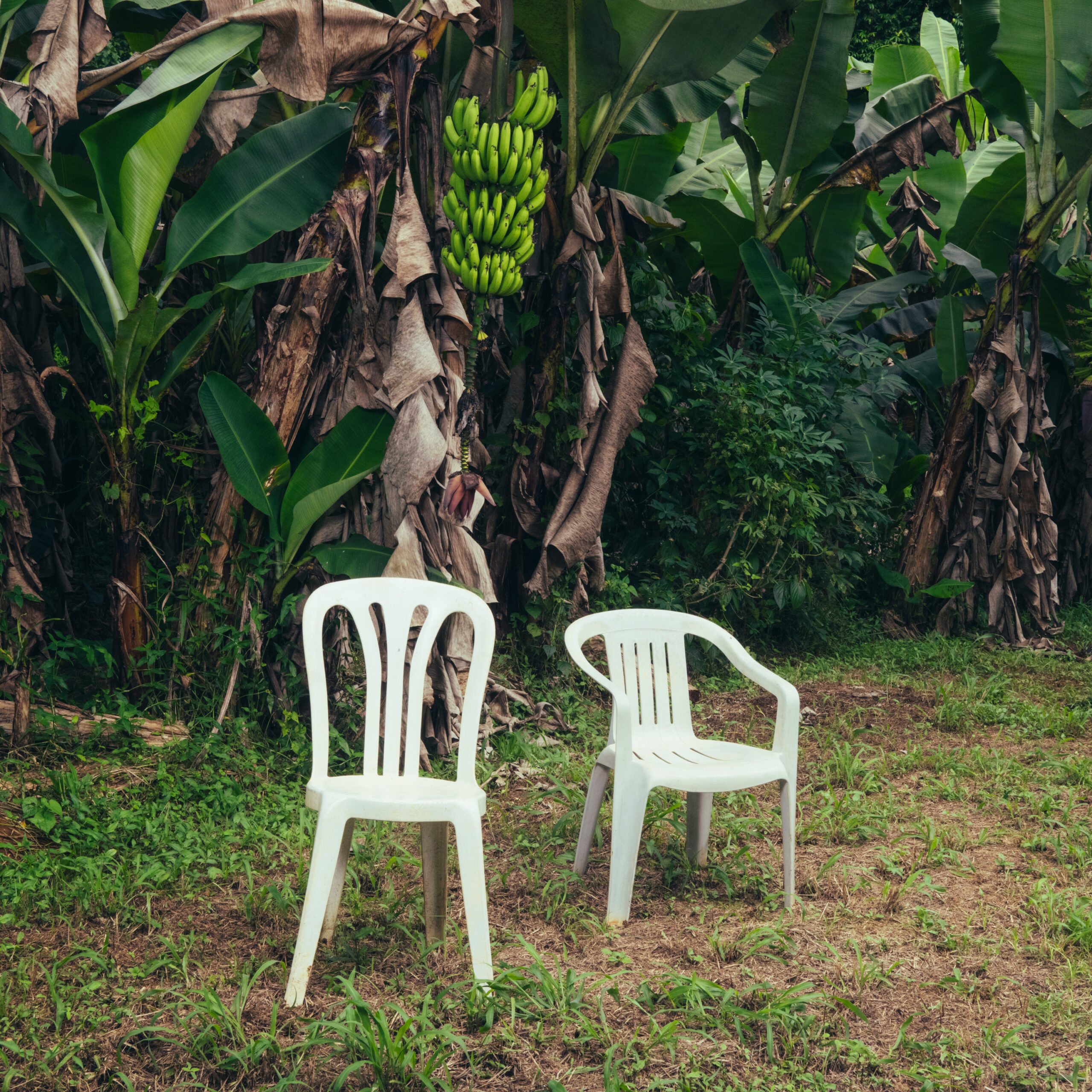 Foto de um quintal contornado por bananeiras com folhas verde escuro vivas, algumas folhas secas em cor marrom e bege e um único cacho de banana enquanto duas cadeiras de plástico brancas solitárias protagonizam o cenário, localizadas em cima de um solo batido e com gramíneas verde claras.