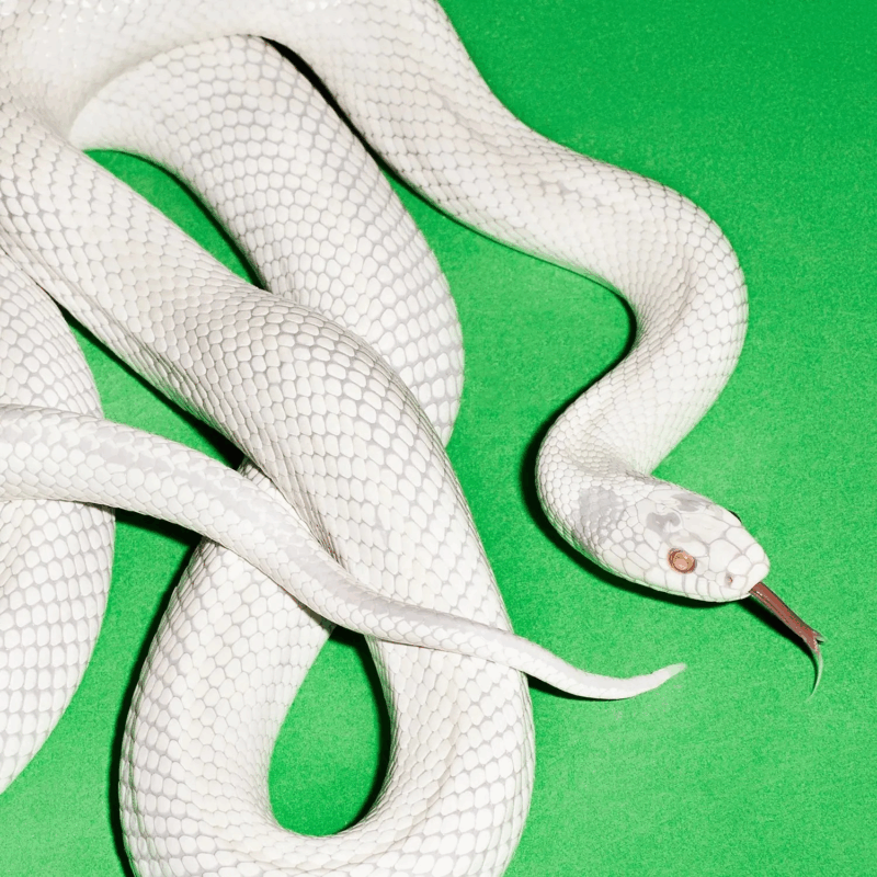 Capa do álbum private music, da banda Deftones. Uma cobra branca de corpo alongado aparece enrolada sobre um fundo verde vibrante. Suas escamas claras refletem a luz, destacando a textura da pele. A cabeça está voltada para frente, com a língua bifurcada avermelhada para fora, transmitindo movimento e alerta.