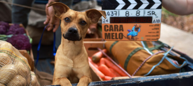 A fotografia mostra um cachorro caramelo olhando diretamente para a câmera, em meio a um cenário de filmagem. Centralizado e em destaque, o cão aparece apoiado em uma caixa, com vegetais e uma bolsa de lona ao fundo. Uma claquete com o nome “Caramelo” indica que ele faz parte de uma produção cinematográfica. De pelagem marrom-clara e orelhas caídas, o cachorro exibe um olhar curioso e atento. A imagem, bem iluminada e tecnicamente precisa, usa luz natural e fundo desfocado para enfatizar o protagonista, criando uma atmosfera realista e envolvente que mistura doçura e profissionalismo.