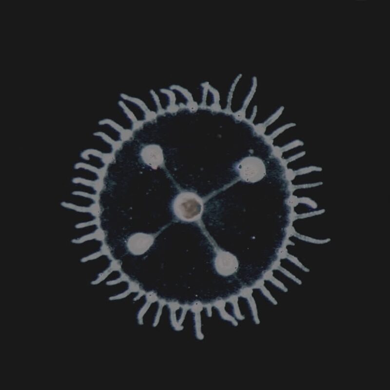 Na imagem, há um círculo escuro com borda irregular formada por pequenas extensões brancas semelhantes a tentáculos, lembrando uma pequena medusa vista de cima. No centro, há quatro pontos brancos conectados por linhas finas que se direcionam para um núcleo levemente amarelado, criando a aparência de uma estrutura microscópica iluminada sobre fundo preto.