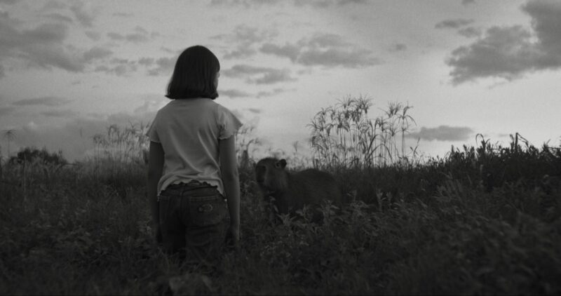 Fotografia em preto e branco. Uma menina de cabelos curtos vista de costas, em pé em um campo de mato alto. Ela está de frente para uma capivara. Ao fundo, um horizonte com céu nublado.